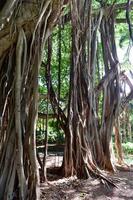 parque almendares no grande parque metropolitano, também conhecido como a floresta de havana em cuba. foto