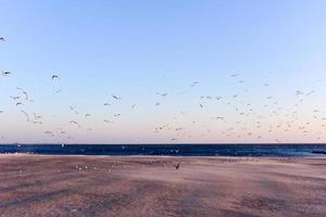 gaivotas voando sobre a praia foto