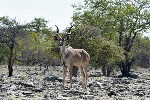 kudu no parque nacional de etosha foto