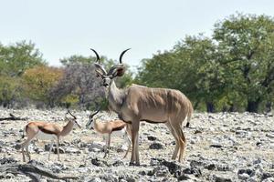 kudu no parque nacional de etosha foto
