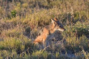 chacal - etosha, namíbia foto