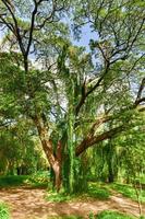 parque almendares no grande parque metropolitano, também conhecido como a floresta de havana em cuba. foto