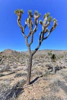 bela paisagem no parque nacional joshua tree, na califórnia. foto