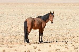 cavalos do deserto, namíbia foto