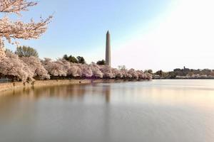 monumento de washington e flores de cerejeira na bacia de maré durante a primavera em washington, dc. foto