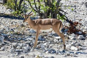 gazela no parque nacional de etosha foto