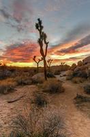 bela paisagem no parque nacional joshua tree, na califórnia. foto