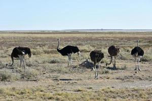 avestruz - etosha, namíbia foto