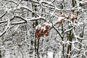 folhas congeladas em um galho nevado no inverno em new hampshire. foto