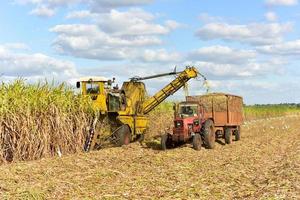 campos de cana-de-açúcar em processo de colheita em guayabales, cuba. foto