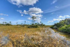 paisagem cênica florida everglades foto