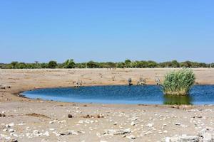 kudu - etosha, namíbia foto