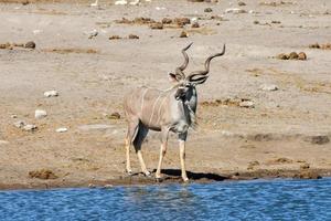 kudu - etosha, namíbia foto