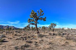 bela paisagem no parque nacional joshua tree, na califórnia. foto