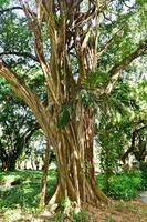 parque almendares no grande parque metropolitano, também conhecido como a floresta de havana em cuba. foto