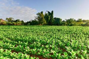 campo de tabaco no vale de Vinales, ao norte de Cuba. foto