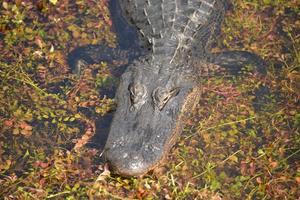 crocodilo americano nos marismas foto