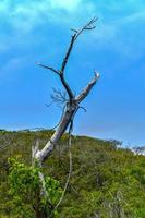 floresta submersa em fire island, long island, nova york. é uma rara comunidade ecológica de azevinho marítimo composta por um raro conjunto de plantas em uma ilha barreira no oceano atlântico. foto