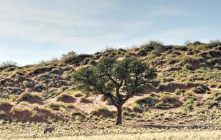 paisagem do deserto - namibrand, namíbia foto