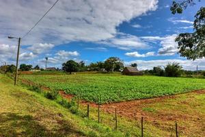 campo de tabaco no vale de Vinales, ao norte de Cuba. foto