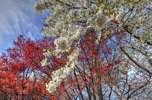 Árvores em flor no Flushing Corona Park em Queens, Nova York. foto