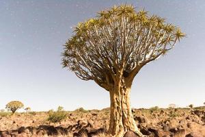 Quiver Tree Forest - Nambia foto