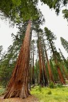 sequóias gigantes em mariposa grove, parque nacional de yosemite, califórnia, eua foto