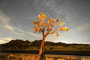 bela paisagem no parque nacional joshua tree na califórnia à noite. foto