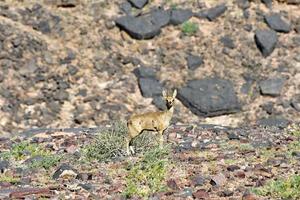 gazela, Fish River Canyon - Namíbia, África foto