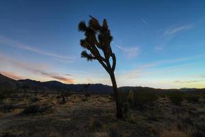 bela paisagem no parque nacional joshua tree na califórnia à noite. foto