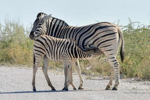 zebra - etosha, namíbia foto