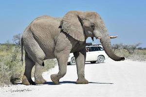 elefante - etosha, namíbia foto