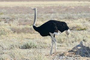 avestruz - etosha, namíbia foto