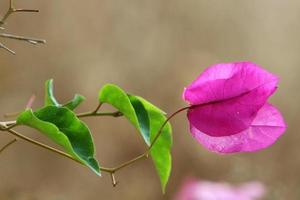 flores de verão em um parque da cidade em israel. foto