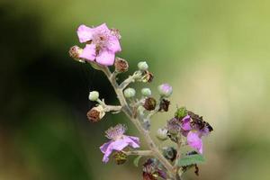 flores de verão em um parque da cidade em israel. foto