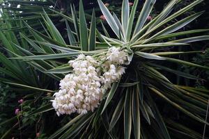 flores de verão em um parque da cidade em israel. foto