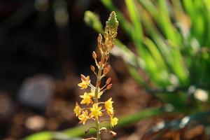 flores de verão em um parque da cidade em israel. foto