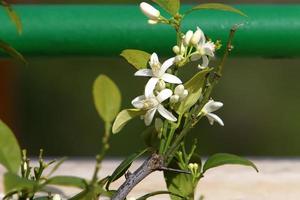 flores de verão em um parque da cidade em israel. foto