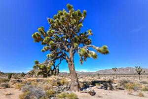 bela paisagem no parque nacional joshua tree, na califórnia. foto