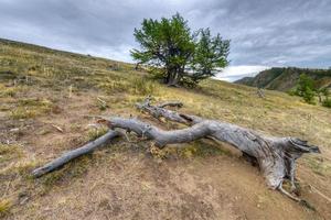 paisagem de log de cabo khoboy, ilha de olkhon, baikal, sibéria, rússia foto