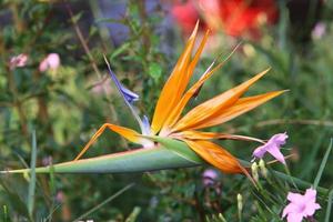 flores de verão em um parque da cidade em israel. foto