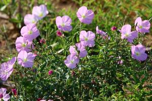 flores de verão em um parque da cidade em israel. foto