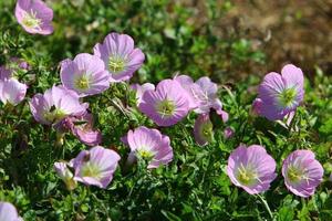 flores de verão em um parque da cidade em israel. foto