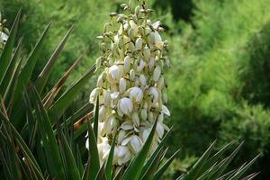 flores de verão em um parque da cidade em israel. foto