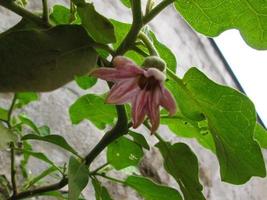 fotos em close de flores coloridas brilhantes no jardim botânico em karachi paquistão 2022