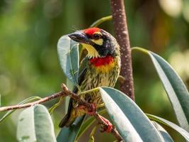 o pássaro barbet de cobre no jardim foto