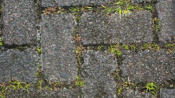 textura de bloco de pavimentação com ervas daninhas nas lacunas como plano de fundo foto