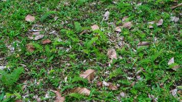 linda grama verde com folhas secas ao fundo foto