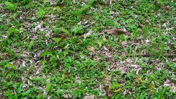 linda grama verde com folhas secas ao fundo foto