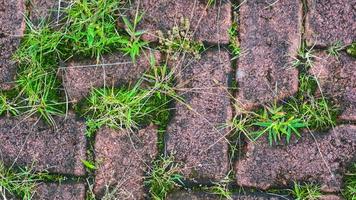 textura de bloco de pavimentação com ervas daninhas nas rachaduras no fundo foto